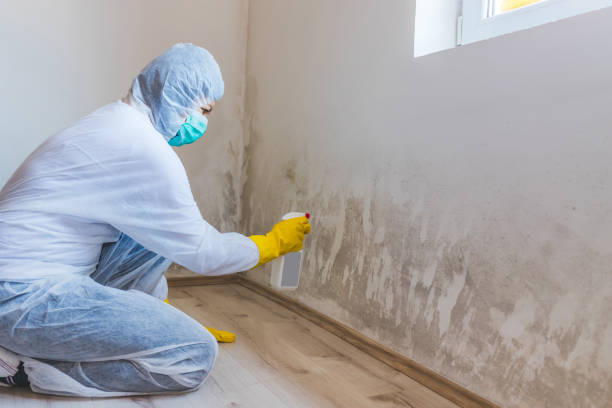 Professional mold removal team in Arlington Heights