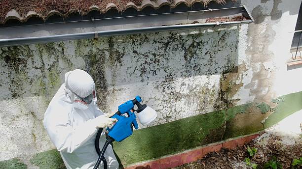 Mold Remediation service in Arlington Heights, Arlington Heights, IL